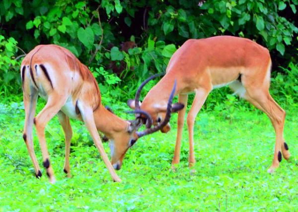 45_2014-01-08_Impala_Two Males Fighting for Dominance ��ֻ�۸߽�������ͳ�ε�λ-70001.JPG