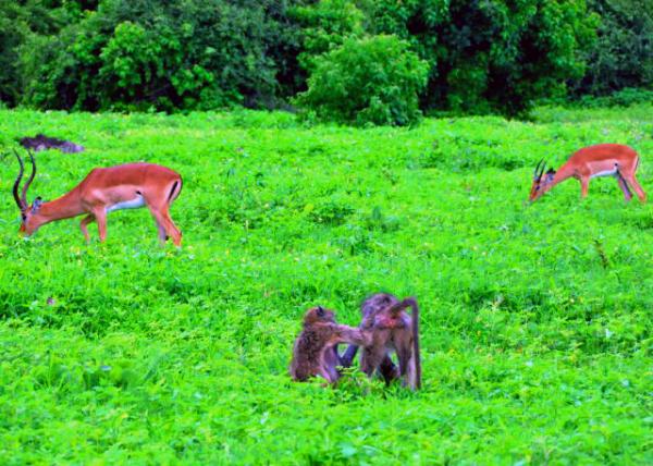 46_2014-01-08_Impalas & Baboons �߽���������0001.JPG