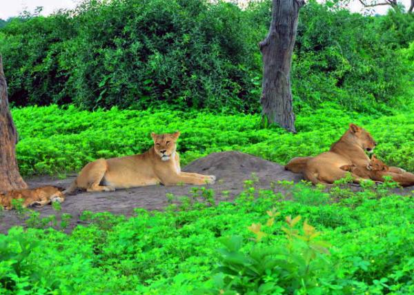 47_2014-01-08_Lion_Female Pride w No Tolerance to Females outside ���������ĸʨȺ-40001.JPG