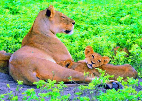 48_2014-01-08_Lion_Mom Lioness & Cub ʨĸ��-10001.JPG