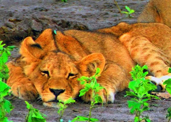 49_2014-01-08_Lion_Sleepy Lioness ������ĸʨ-30001.JPG