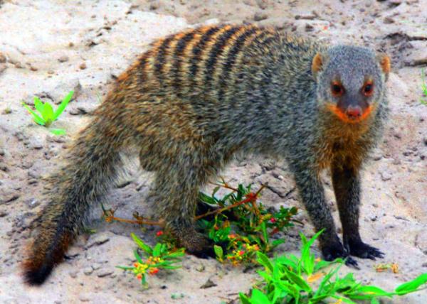 52_2014-01-08_Banded Mongoose ��״è��-10001.JPG