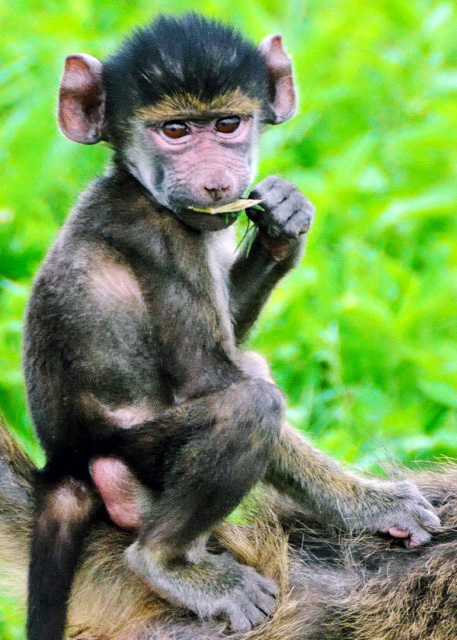 32_2014-01-08_Baboon Infant С����0001.JPG