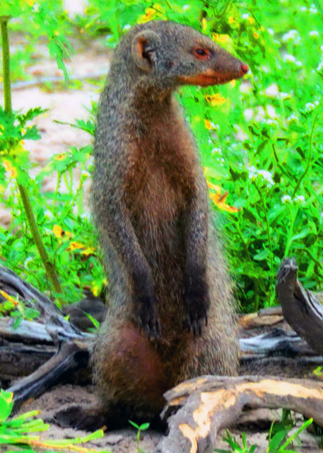 53_2014-01-08_Banded Mongoose_Stand Sentry and Look out for Danger վ�ڷ����Ų�Σ��-40001.JPG