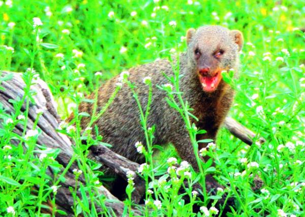 54_2014-01-08_Banded Mongoose Lived in Colonies w A Complex Social Structure �����ڸ������ṹ��Ⱥ����-50001.JPG