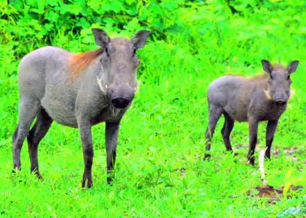 55_2014-01-08_Warthog w Two Warts & Piglet ����ĸ��0001.JPG