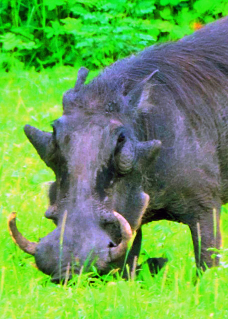 56_2014-01-08_Warthog Dad w Four Warts ������������-10001.JPG