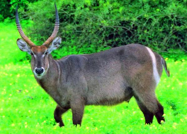 57_2014-01-08_Waterbuck0001.JPG