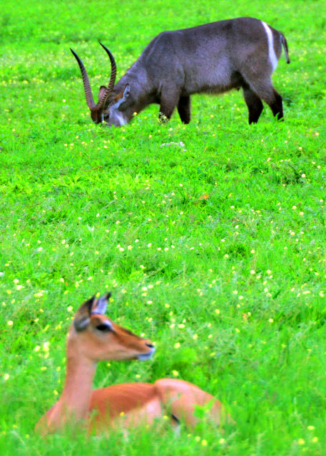 58_2014-01-08_Waterbuck & Impala0001.JPG