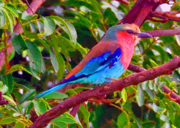 60_2014-01-08_Bird_Lilac-Breasted Roller ���ط�ɮ0001.JPG
