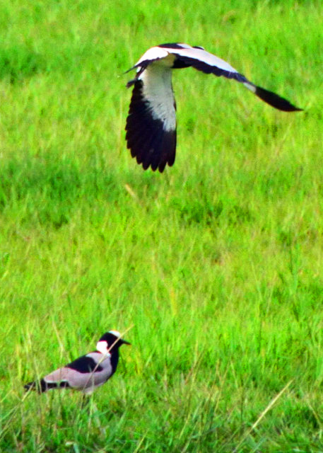 61_2014-01-08_Bird_Blacksmith Lapwing �ڱ���-30001.JPG