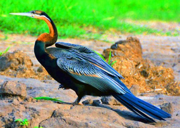 62_2014-01-08_Bird_African Darter ���޷���-30001.JPG
