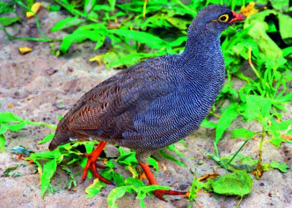 63_2014-01-08_Bird_Cape Spurfowl �Ϸ����0001.JPG