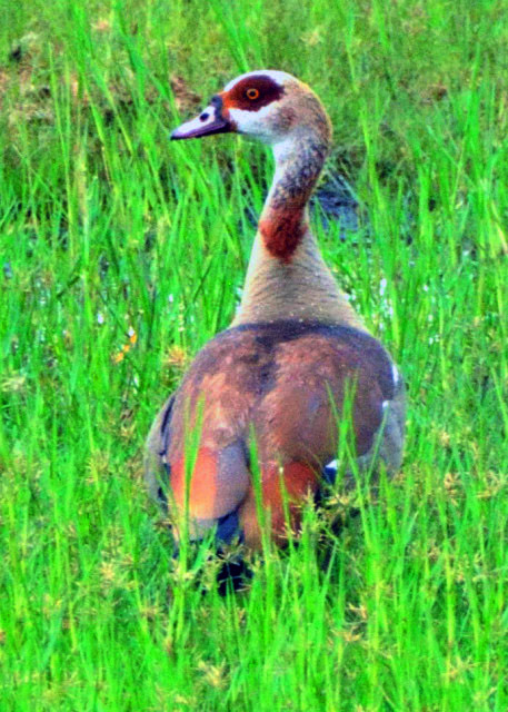 64_2014-01-08_Bird_Egyptian Goose ������0001.JPG