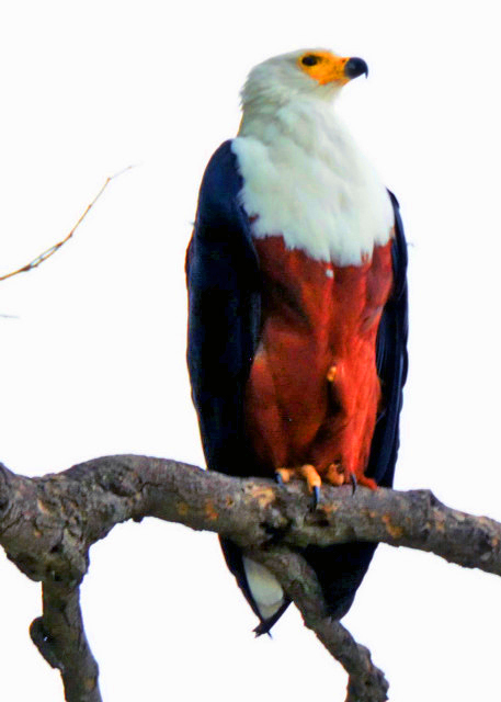 65_2014-01-08_Bird_Fish Eagle0001.JPG