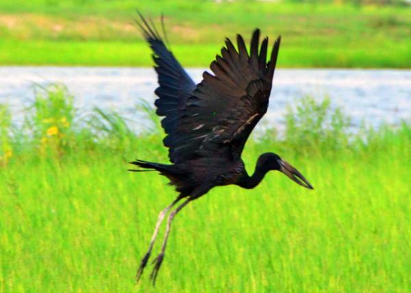 67_2014-01-08_Bird_African Openbill Stork ����ǯ����-40001.JPG