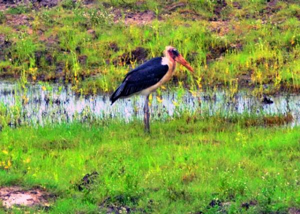 68_2014-01-08_Bird_Marabou Stork ����ͺ��0001.JPG