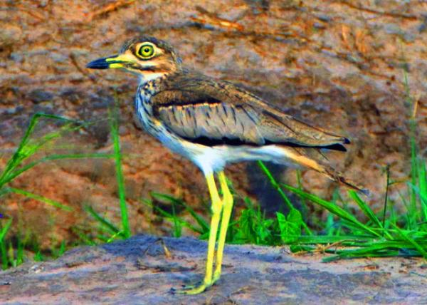69_2014-01-08_Bird_Eurasian Stone-Curlew ŷ��ʯ�a0001.JPG