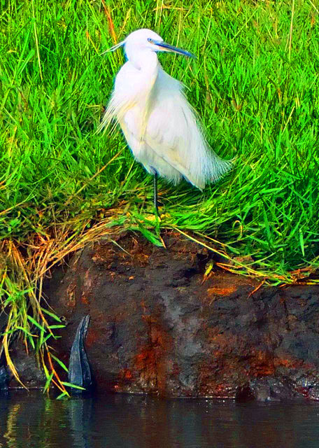 70_2014-01-08_Bird_Great Egret �����-10001.JPG
