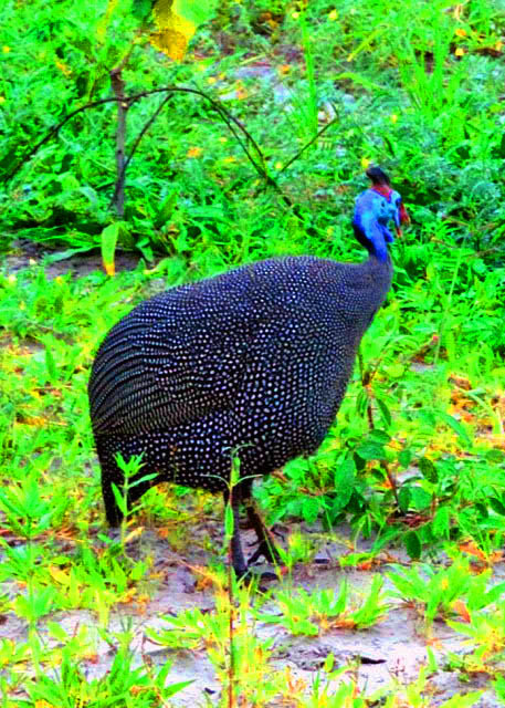 71_2014-01-08_Bird_Helmeted Guineafowl �鼦0001.JPG