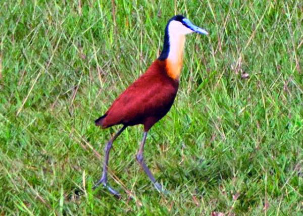 72_2014-01-08_Bird_Jacana ˮ��-10001.JPG