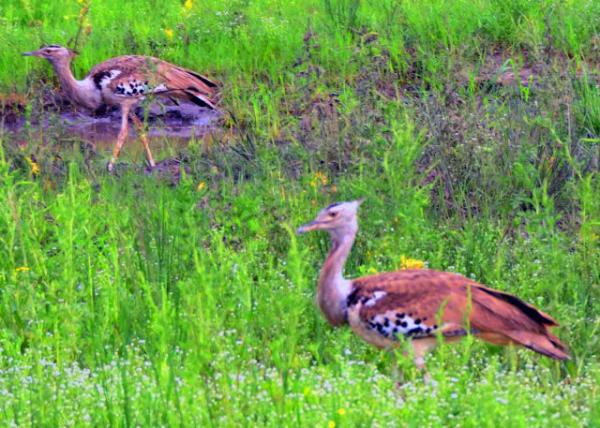 73_2014-01-08_Bird_Kori Bustard �Ҿ����-20001.JPG
