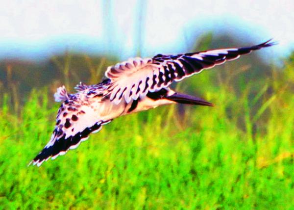 75_2014-01-08_Bird_Pied Kingfisher ���㹷-20001.JPG