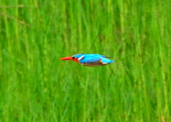 76_2014-01-08_Bird_Woodland Kingfisher �ֵش���0001.JPG