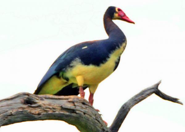 77_2014-01-08_Bird_Spur-winged Goose �����0001.JPG