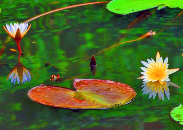 78_2014-01-08_Lotus & Pygmy Water-Lily ������˯��-30001.JPG