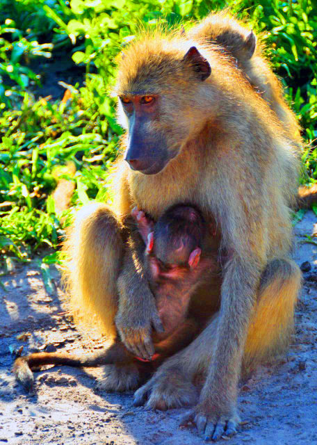 04_2014-01-09_Baboon w Babies in front & Back ���źͱ����̶�������-10001.JPG