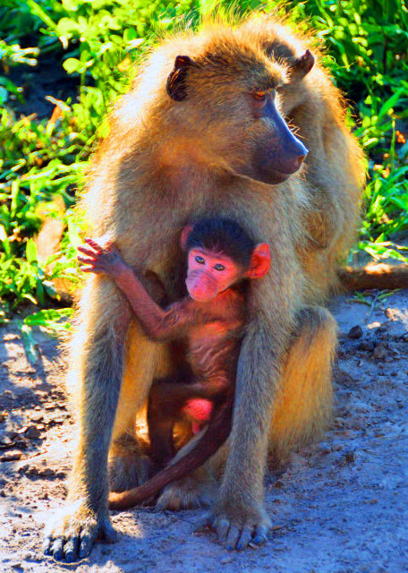 05_2014-01-09_Baboon-20001.JPG
