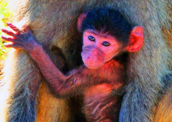 06_2014-01-09_Baboon-30001.JPG