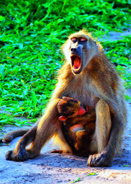 07_2014-01-09_Baboon-40001.JPG