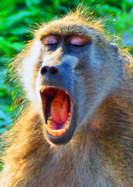 08_2014-01-09_Baboon_Sharp Canine Teeth ��Ȯ��-50001.JPG