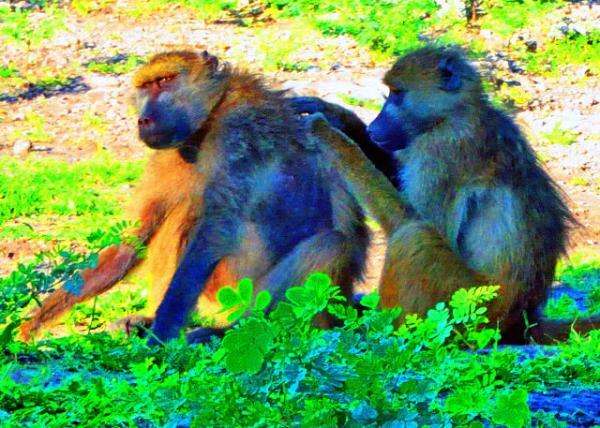 09_2014-01-09_Baboon-60001.JPG