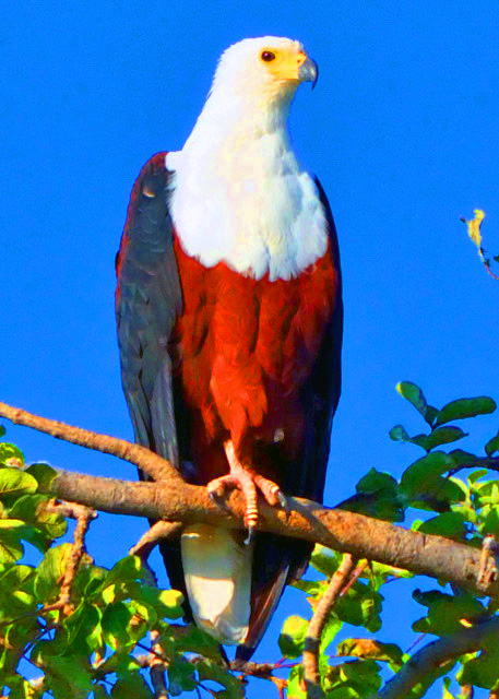 10_2014-01-09_Bird Fish Eagle ���޺���0001.JPG