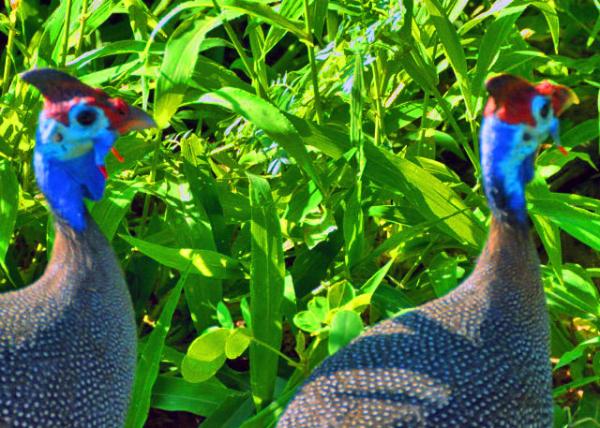 11_2014-01-09_Bird Helmeted Guineafowl �鼦0001.JPG