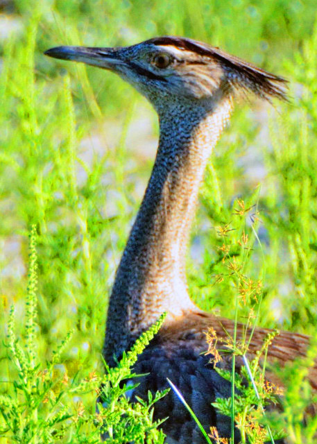12_2014-01-09_Bird Kori Bustard �Ҿ����0001.JPG