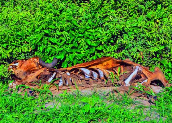 14_2014-01-09_Buffalo Carcass ˮţʬ��0001.JPG
