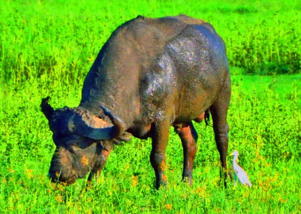 15_2014-01-09_Cape Buffalo ����ˮţ-20001.JPG