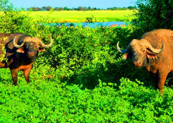 2014-01-09_Cape Buffalo-40001.JPG
