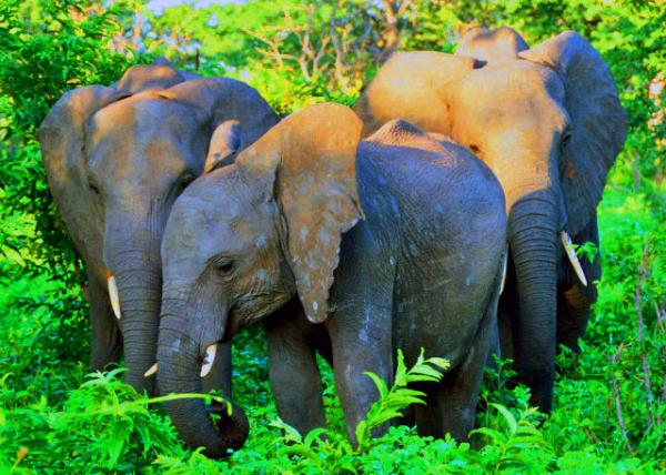 20_2014-01-09_African Bush Elephants ���޲�ԭ��-10001.JPG
