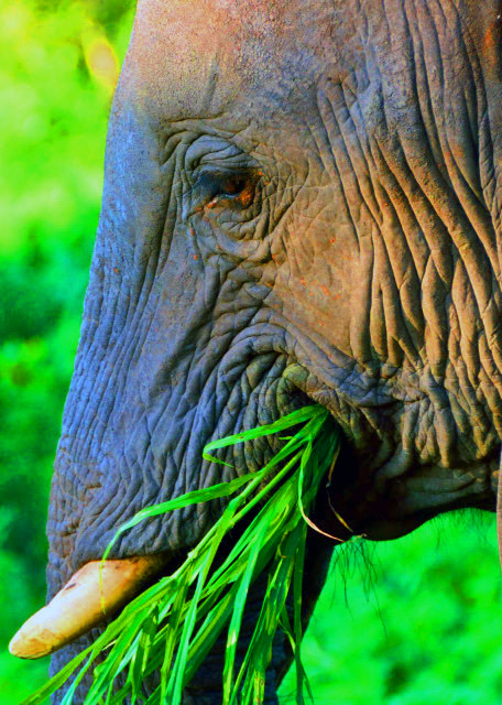 21_2014-01-09_African Bush Elephant_Short Tactile Hair Growing on the Trunk ����ϳ��д�����ë-50001.JPG