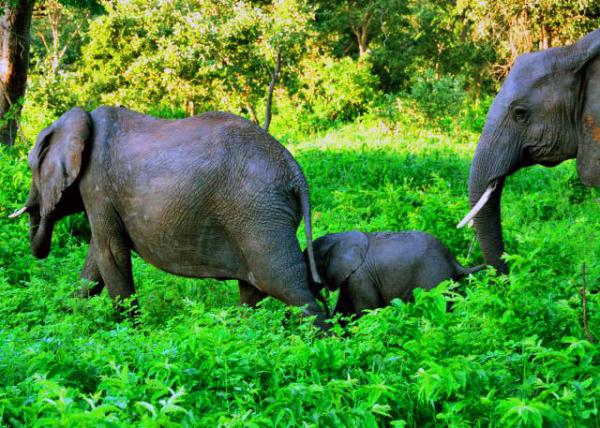 22_2014-01-09_African Bush Elephant w Calf ���޲�ԭ��ȫ������-30001.JPG