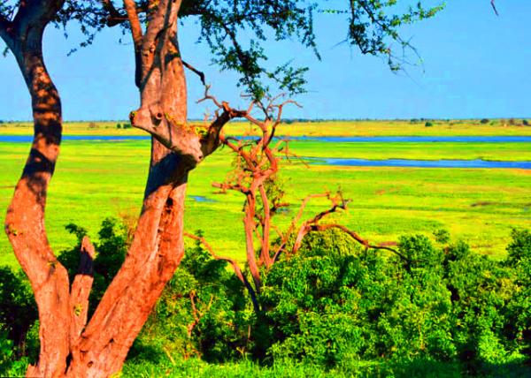 23_2014-01-09_ Chobe River �Ǳ���-10001.JPG