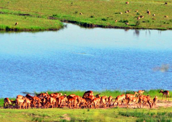 24_2014-01-09_Impala-10001.JPG