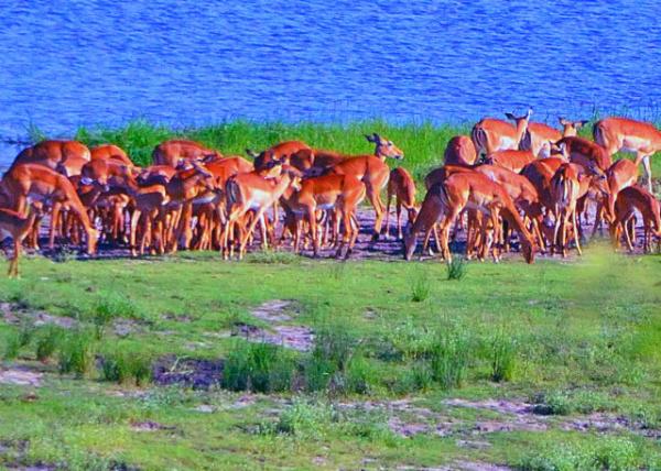25_2014-01-09_Impala-20001.JPG
