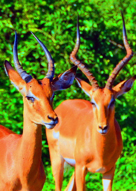 26_2014-01-09_Horn Impala �߽���0001.JPG