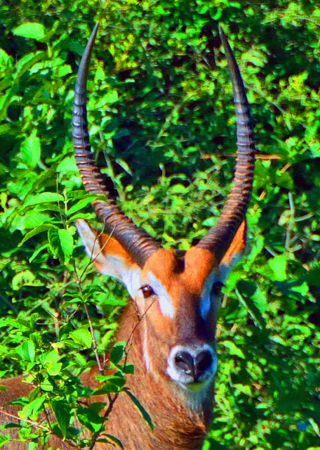 27_2014-01-09_Horn Waterbuck ������0001.JPG